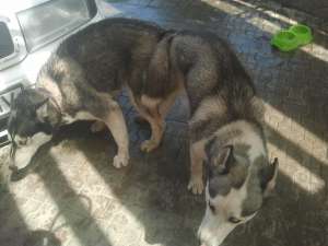 Vand Pui Husky Siberian 100% pur