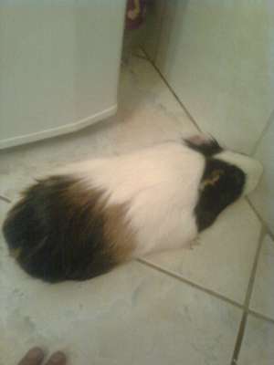 vind porcusor de guineea