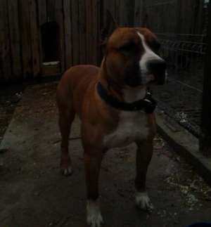 De vanzare catei amstaff