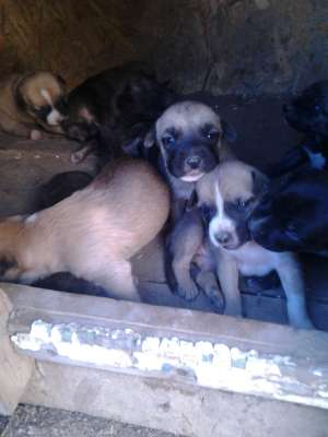 De vanzare catei amstaff