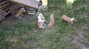 Vand pui amstaff