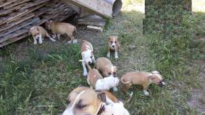 Vand pui amstaff