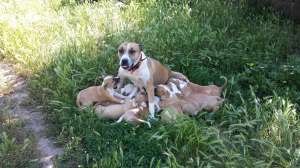 Vand pui amstaff