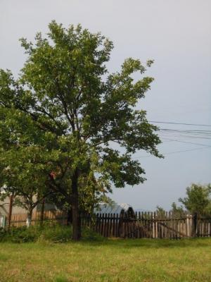 teren,   Talea - Prahova