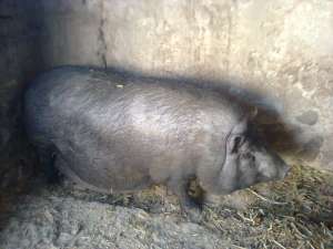 Porci vietnamezi