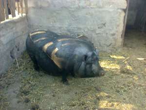 Porci vietnamezi
