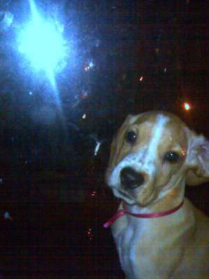 Ofer beagle mascul pentru monta