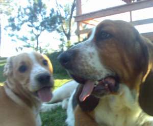 Ofer beagle mascul pentru monta