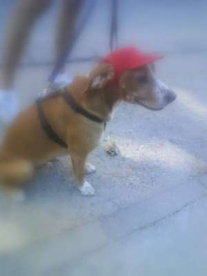 Ofer beagle mascul pentru monta