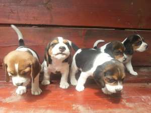 Pui Beagle de vanzare