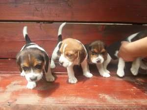 Pui Beagle de vanzare