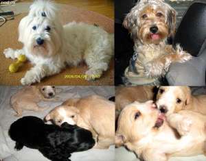 vand bichon