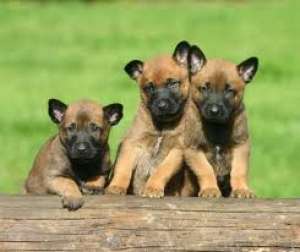 Vand pui ciobanesc belgian.malinois