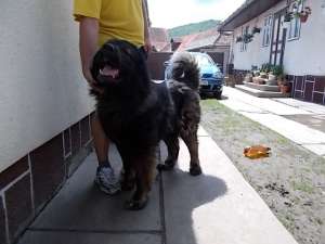 Pui Ciobanesc Caucazian Cu Pedigree