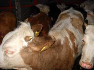 Vand urgent 80 de vitele rasa baltata romaneasca