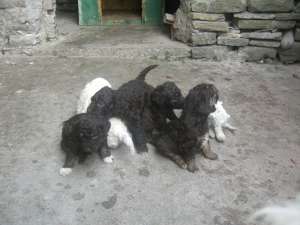 vand catei lagotto romagnolo