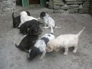 vand catei lagotto romagnolo