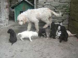 vand catei lagotto romagnolo