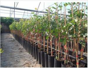 Vand arbore fistic,      rasad fistic,       puieti fistic,       arbusti fistic arbori fistic vanza