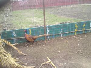 VAND 2 PAUNI URGENT 4-5 ANI