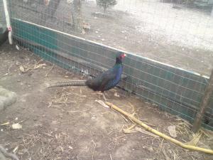VAND 2 PAUNI URGENT 4-5 ANI