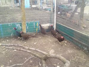 VAND 2 PAUNI URGENT 4-5 ANI