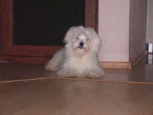 BICHON MALTESE TOY-OFERTA SPECIALA