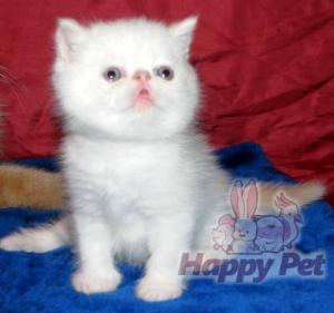 VAND PISICI EXOTIC SHORTHAIR BUCURESTI BRASOV IASI ORADEA CONSTANTA TIMISOARA GALATI
