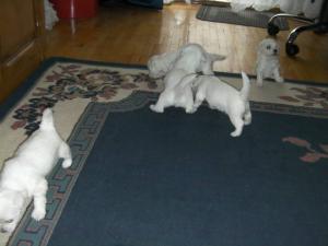 catei Bichon frise