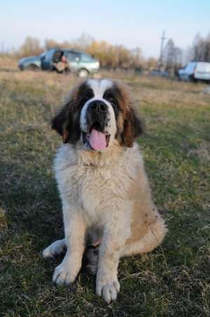 Ofer mascul Saint Bernard pentru monta