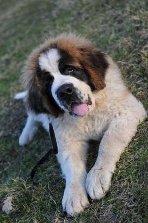Ofer mascul Saint Bernard pentru monta