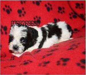 Vand catei bichon  havanez.tel.0768269690 .