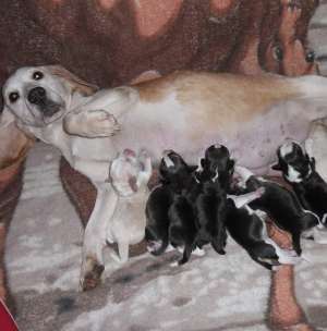 Crescator vind  puiuti Beagle cu Pedigree !
