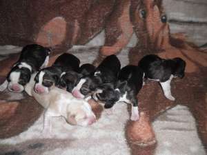 Crescator vind  puiuti Beagle cu Pedigree !