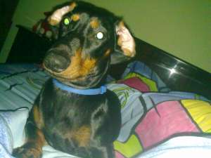 monta