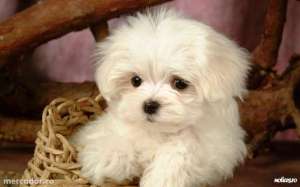 Pui bichon maltese rasa pura
