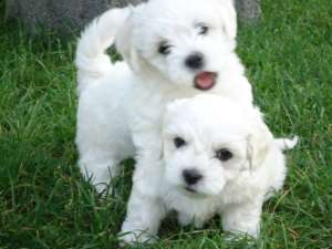 Pui bichon maltese rasa pura