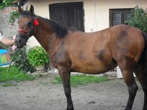 Iapa de vanzare