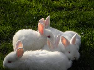 Iepuri de rasa