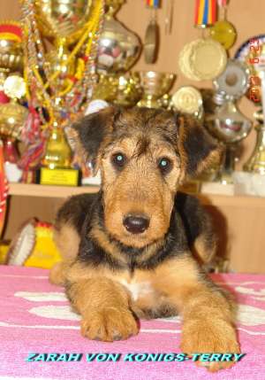 catelusa airedale terrier calitate deosebita