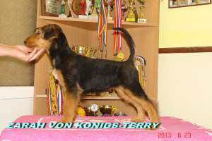 catelusa airedale terrier calitate deosebita