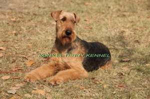 catelusa airedale terrier calitate deosebita