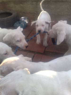 vand pui dogo argentino