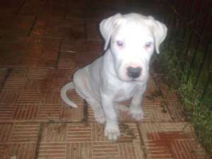 vand pui dogo argentino
