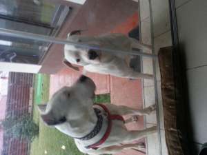 vand pui dogo argentino