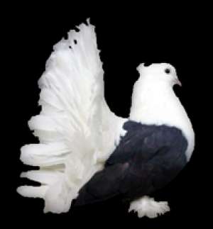 porumbei ornament de vanzare