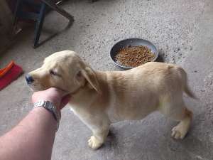 Vand catelusa labrador retriever aurie