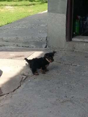 vand yorkshire terrier Arad