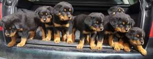 Pui Rottweiler de talie mare