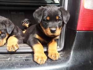 Pui Rottweiler de talie mare